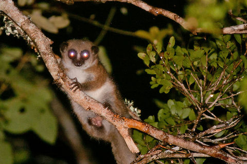 Furry Eared Dwarf Lemur Seen on a night walk at Analamazaotra special reserve at andasibe Cheirogaleus crossleyi,Furry-eared dwarf lemur,cheirogaleus crossleyi,furry eared dwarf lemur,lemur,madagascar,mammal