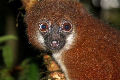 Red-bellied lemur We saw this female right beside the path at the end of our hike. It was so close I actually had to step back to be able to take a photo with the zoom lens that was on the camera. It looked at us for a few seconds before scampering off into the evening. Eulemur rubriventer,Fall,Geotagged,Madagascar,Ranomafana National Park,Red-bellied lemur,eulemur rubriventer,lemur,red-bellied lemur