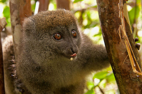 Eastern Lesser bamboo lemur eating After a long walk in the rain without seeing anything, things brightened up - both in terms of the weather and being able to see this very cute lemur. Eastern Lesser bamboo lemur,Eastern lesser bamboo lemur,Fall,Geotagged,Hapalemur griseus,Madagascar,bamboo,lemur,mammal