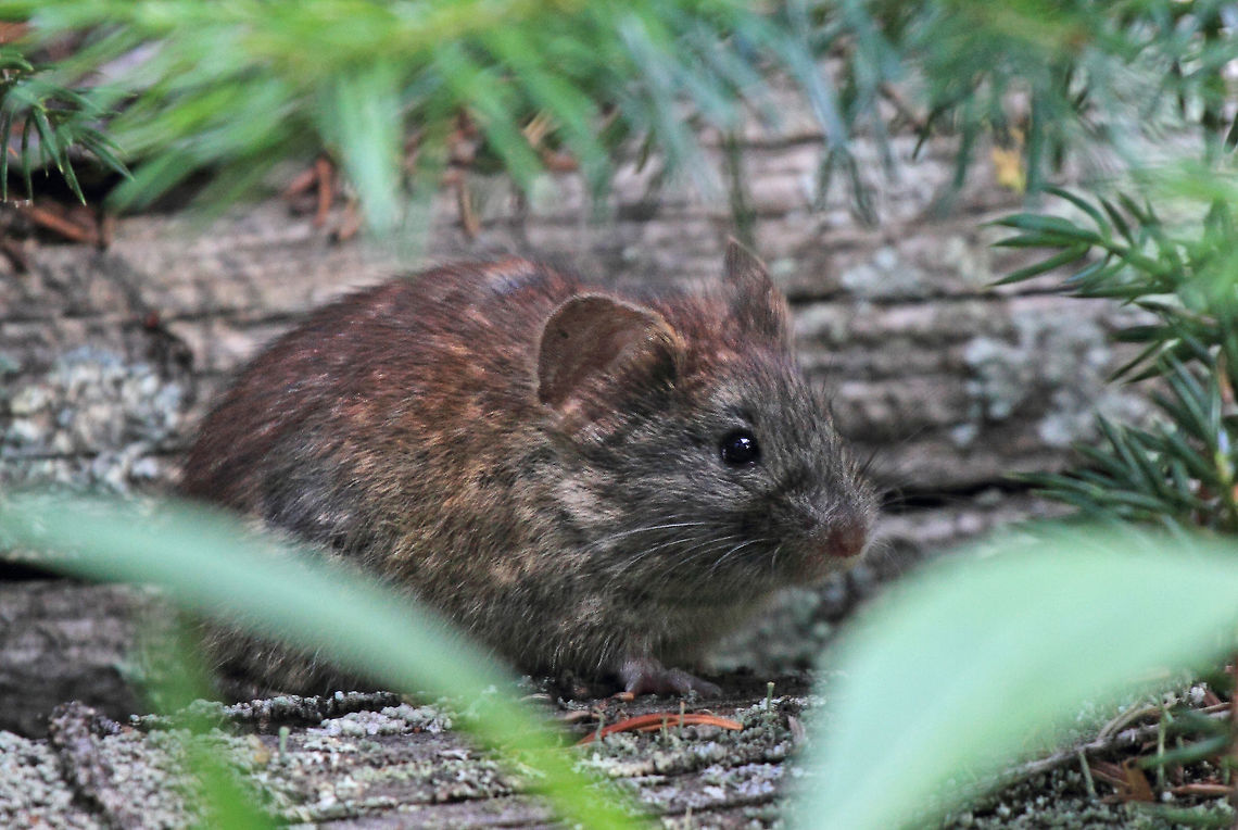 Meadow Jumping Mouse  Canada,Meadow Jumping Mouse,Meadow jumping mouse,Zapus hudsonius,mammal