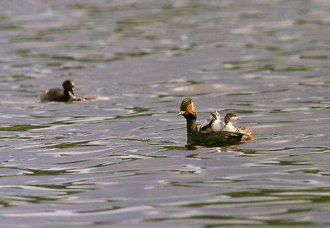 Eared grebe with chicks hitching a ride The young chicks will often ride on the backs of their parents. However, the parent will at times dive leaving the chicks swimming on the surface and eagerly looking for their parents and hoping for some food. Black-necked Grebe,British Columbia,Canada,Podiceps nigricollis,Podiceps nigricollis californicus,bird,black-necked grebe,chicks,eared grebe,riding
