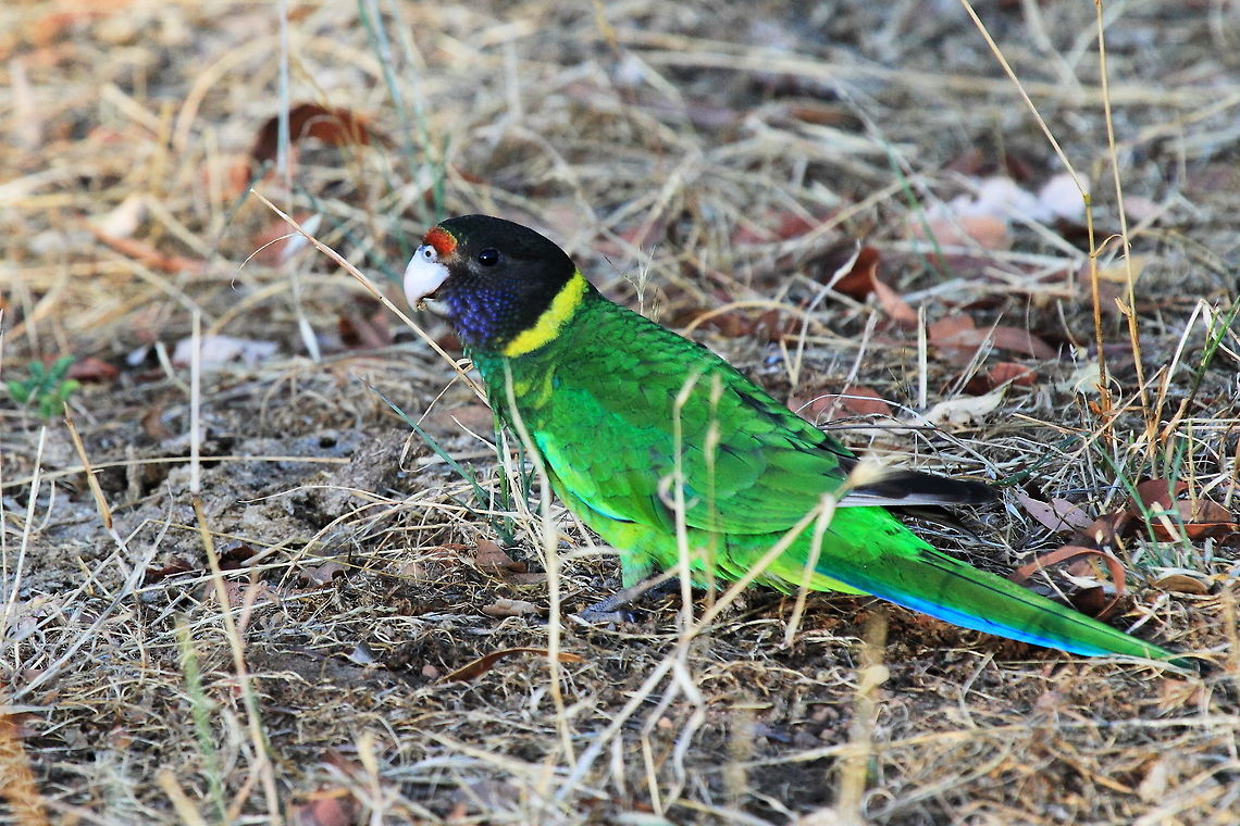 Ring necked parrot Seen feeding on the ground, in the early morning walking on a farm in Western Australia. Australia,Australian Ringneck,Barnardius zonarius,Geotagged,Summer