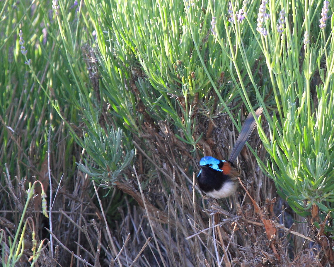Red Winged Fairywren in lavender Male red winged fairywren seen looking for insects amongst lavender bushes. Australia,Geotagged,Malurus elegans,Red-winged fairywren,Summer,bird,lavender,western australia