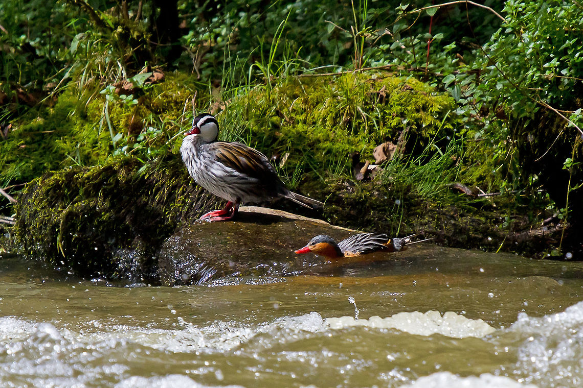 Male and Female Torrent Ducks, near Guango Lodge, Ecuador The male is swimming in the water and the female is the white one on the rock. Often seen in pairs, they can be very difficult to see when they are swimming in the fast flowing andean streams. We felt very fortunate to spend about 30 minutes watching these two. It is incredible watching them dive and swim through very fast rapids, not at all what I expected from ducks. Ecuador,Fall,Geotagged,Merganetta armata,River,Torrent duck,bird,cloud forest,duck