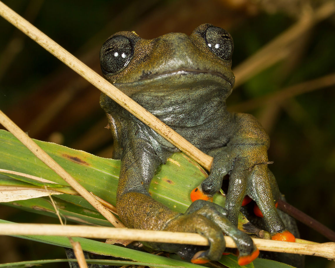 Linda's Tree Frog, Ecuador This bronzy frog with orange toes seen in Ecuador near Guango Lodge. Amphibians,Ecuador,Fall,Frog,Geotagged,Hyloscirtus lindae,Linda's Tree Frog,bronze,orange toes