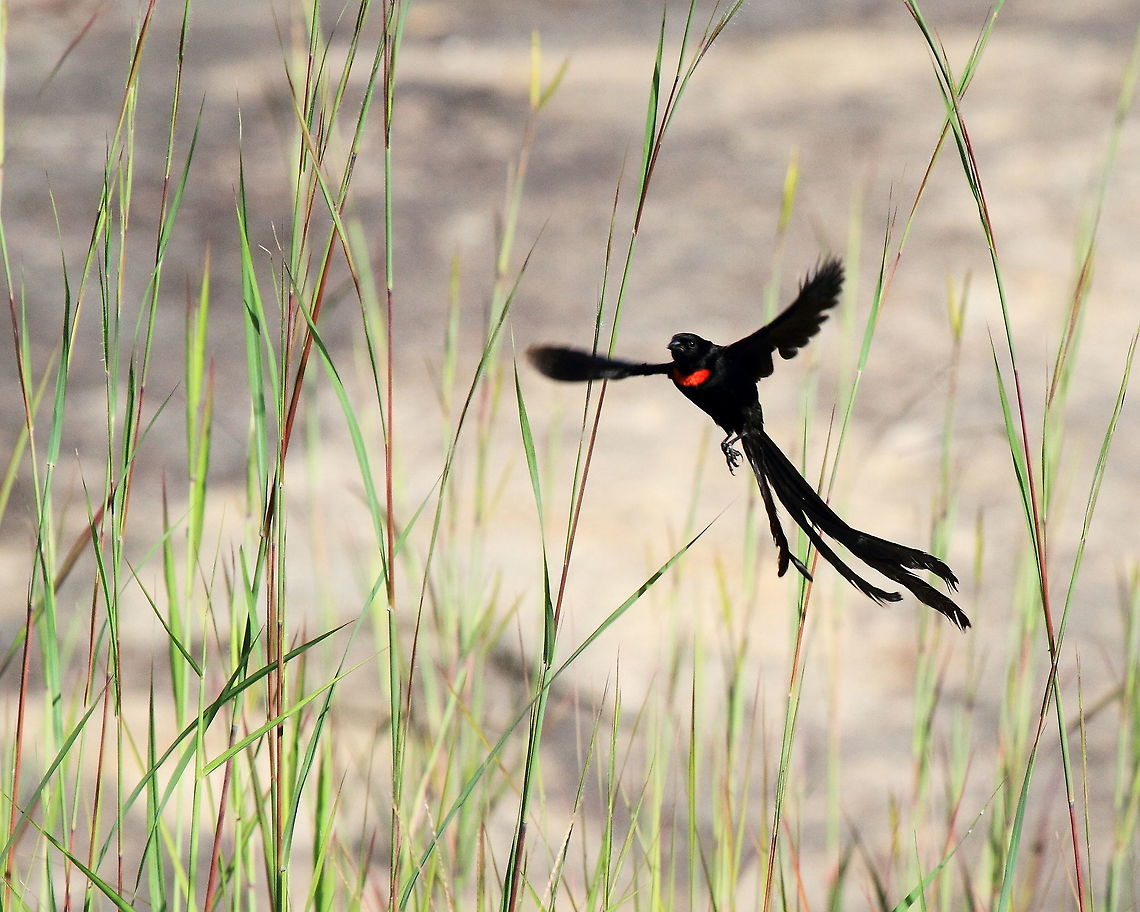 Red-collared Widowbird (Euplectes ardens) in flight, Mozambique An amazing bird to watch in flight with its long flowing tail. Amazing to think they only have the long tail during breeding season and then become quite drab at other times of the year. Euplectes ardens,Fall,Geotagged,Mozambique,Red-collared widowbird,bird,flying,tail