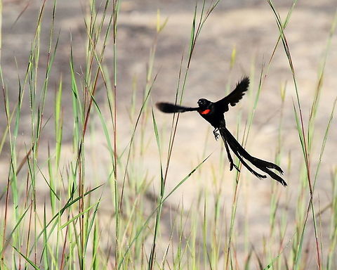 Red-collared Widowbird (Euplectes ardens) in flight, Mozambique An amazing bird to watch in flight with its long flowing tail. Amazing to think they only have the long tail during breeding season and then become quite drab at other times of the year. Euplectes ardens,Fall,Geotagged,Mozambique,Red-collared widowbird,bird,flying,tail