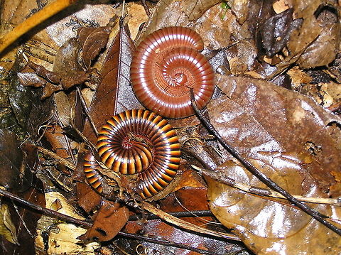 Two Giant Millipedes seen in Sungbo Eredo, Nigeria The multi coloured millipede is likely African banded amber millipedes (Pachybolus ligulatus)
The single colour one I think could be Ophistreptus guineensis.

I noticed a lot of these when we were walking through Sungbo Eredo - fortifications built between 800-1000 AD, these ruins are amazing. Not often visited even though only 1 hours drive from Lagos, they are difficult to find as they are quite overgrown. 
http://en.wikipedia.org/wiki/Sungbo's_Eredo
In amongst all the fallen leaves there were many millipedes and I couldn't resist taking a picture of two different types. African banded amber millipede,African banded amber millipedes,Geotagged,Nigeria,Ophistreptus guineensis,Pachybolus ligulatus,Spring,giant millipedes,nigeria