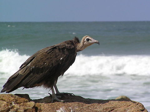 Hooded Vulture at the beach Seen on the coast in Ghana Bird,Ghana,Hooded Vulture,Necrosyrtes monachus,beach,vulture