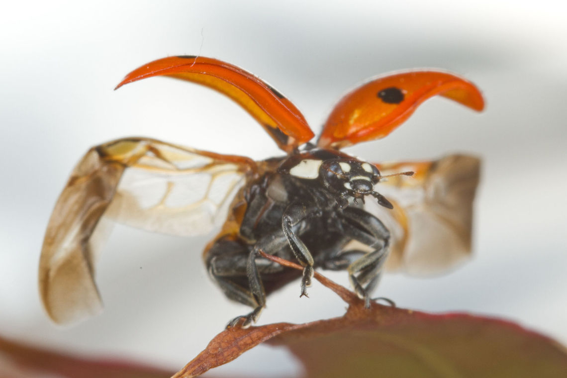 7 Spot Ladybird about to fly  7-spot Ladybird,Coccinella septempunctata,Fall,Geotagged,Seven-spot ladybird,Takeoff,United Kingdom,flying,ladybird,wings