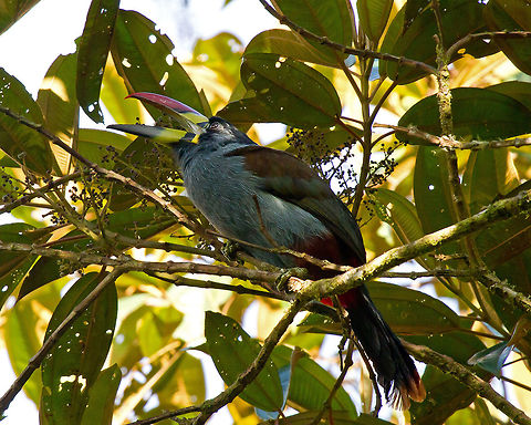 Grey Breasted Mountain Toucan  Andigena hypoglauca,Ecuador,Fall,Geotagged,Grey-breasted mountain toucan,Toucan,beak,bill,bird,ecuador,grey breasted mountain toucan