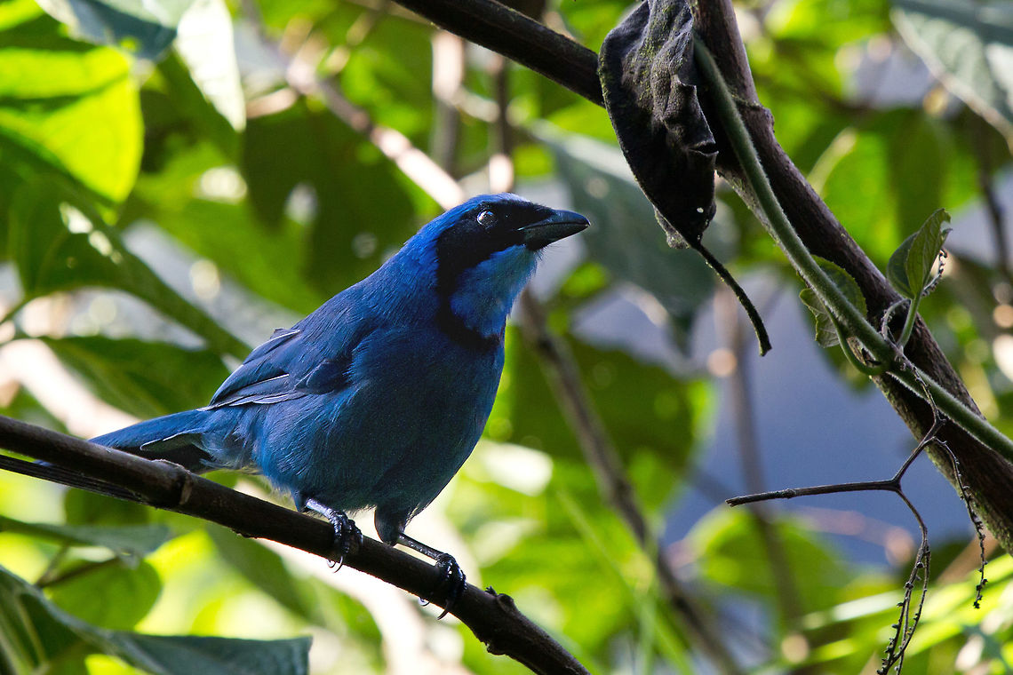Turquoise jay This was quite a common site around Guango Lodge in the Cloud Forest. You could often get reasonably close and the jays always seemed to be inquisitive about what I was doing. Cyanolyca turcosa,Ecuador,Fall,Geotagged,Guango Lodge,Turquoise jay,bird,cloud forest