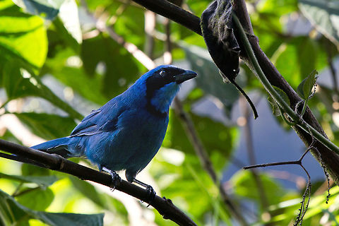 Turquoise jay This was quite a common site around Guango Lodge in the Cloud Forest. You could often get reasonably close and the jays always seemed to be inquisitive about what I was doing. Cyanolyca turcosa,Ecuador,Fall,Geotagged,Guango Lodge,Turquoise jay,bird,cloud forest