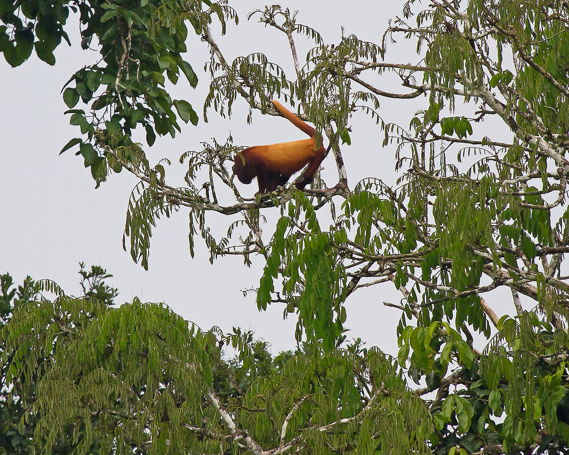 Red Howler Monkey seen in the Amazon Diurnal species usually seen in the tops of trees. Sometimes also called rain monkey, snoring monkey or weeping monkey. They use their tails in prehensile manner as seen here.<br />
Unusually they will urinate and defecate as a defense mechanism against predators........that would certanly put me off my meal. <br />
(See <a href="https://www.sussex.ac.uk/webteam/gateway/file.php?name=primates-ingles-baja.pdf&amp;site=201" rel="nofollow">https://www.sussex.ac.uk/webteam/gateway/file.php?name=primates-ingles-baja.pdf&amp;site=201</a> for more info about this and other monkeys in Ecuador) Alouatta seniculus,Amazon,Ecuador,Geotagged,Red howler monkey,Summer,mammal,monkey