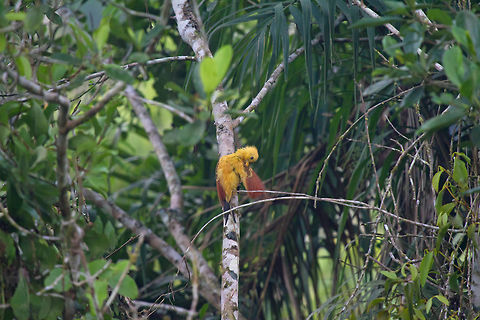 Cream Cloured Woodpecker cleaning a wing This was seen from the restaurant of Sani Lodge. Sometimes you just have to sit and be still wait for nature to come to you (with some nice food and drink!). This is a female - the male has red malar feathers on the side of its face. Celeus flavus,Cream-colored woodpecker,Ecuador,Geotagged,Summer