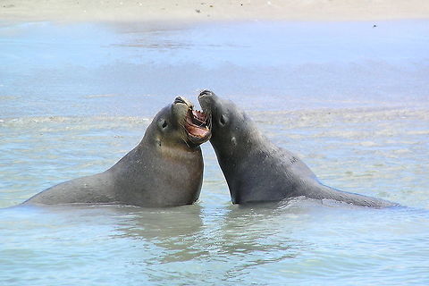 Australian Sealions Seal Island, Shoalwater Marine Park, Western Australia Australia,Australian sea lion,Geotagged,Mammals,Neophoca cinerea,Sealion,Spring,mammal