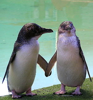 Penguins "Holding Flippers" A photo of the smallest penguins - the Little Penguin - at Penguin Island in Western Australia. This was taken in the Discovery centre, the penguins are wild and free but can get extra food. I like this photo as it gives the impression the 2 penguins are holding flippers....which of course they are not. Aves,Discovery Centre,Eudyptula minor,Fairy Penguin,Little penguin,Penguin,Penguin Island,Western Australia,bird