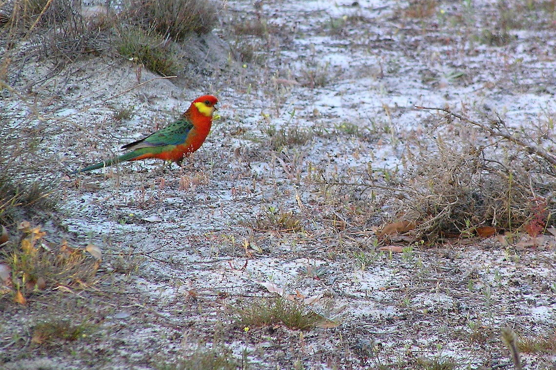 Western Rosella at dusk Out walking near Margaret River in Western Australia looking for wildflowers and came across this. Stunning colours that the photo doesn&#039;t quite do justice to. Aves,Bird,Margaret River,Platycercus icterotis,Rosella,Western rosella