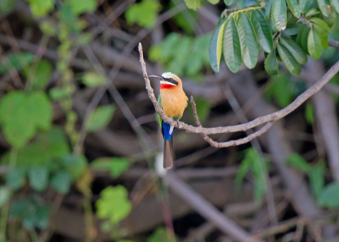 White fronted Bee Eater Seen at dusk from a cruise boat. Aves,Bee eater,Bird,Fall,Geotagged,Merops bullockoides,White-fronted Bee-Eater,Zimbabwe