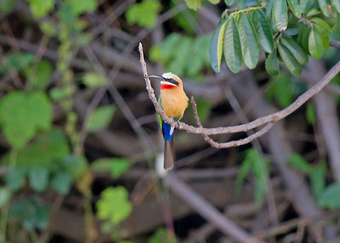 White fronted Bee Eater Seen at dusk from a cruise boat. Aves,Bee eater,Bird,Fall,Geotagged,Merops bullockoides,White-fronted Bee-Eater,Zimbabwe