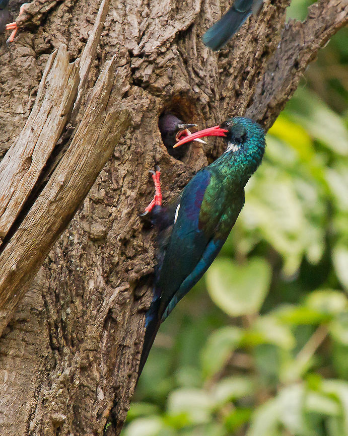 Green Wood Hoopoe feeding chick Spent quite a lot of time watching a family of Green Wood Hoopoes caring for their young.  Aves,Chick,Fall,Feeding,Geotagged,Green Wood Hoopoe,Hoopoe,Phoeniculus purpureus,Zambia,Zimbabwe,bird,young