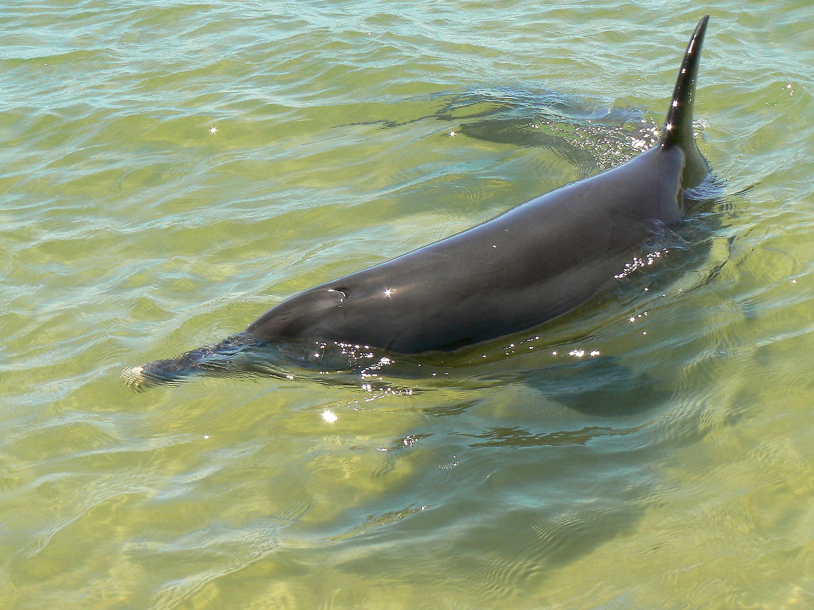 Indo-Pacific Bottlenose Dolphin, Bunbury, Western Australia Vey special to be able to get this close to a dolphn in the wild.....well there were a lot of poeple taking turns to stand knee deep in the water so didn't feel quite like the wild. However, the dolphins choose to come in to swim nearby, and it seems like they are as curious about us as we are of them. Australia,Geotagged,Indo-Pacific bottlenose dolphin,Summer,Tursiops aduncus,bottle-nose dolphin,cetaceans,dolphins,mammal,western australia