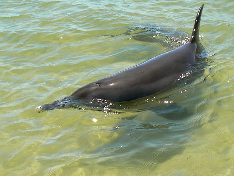 Indo-Pacific Bottlenose Dolphin, Bunbury, Western Australia Vey special to be able to get this close to a dolphn in the wild.....well there were a lot of poeple taking turns to stand knee deep in the water so didn't feel quite like the wild. However, the dolphins choose to come in to swim nearby, and it seems like they are as curious about us as we are of them. Australia,Geotagged,Indo-Pacific bottlenose dolphin,Summer,Tursiops aduncus,bottle-nose dolphin,cetaceans,dolphins,mammal,western australia
