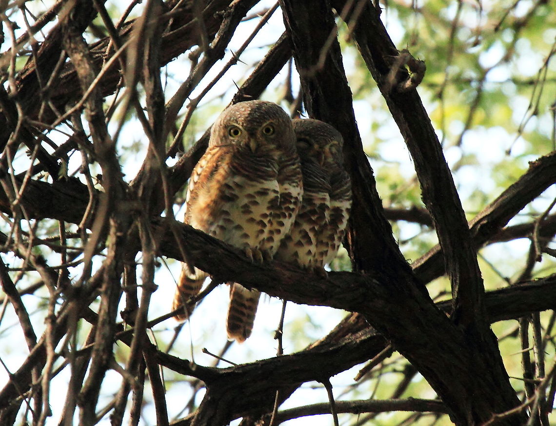 African Barred Owlets  African barred owlet,Aves,Birds,Fall,Geotagged,Glaucidium capense,Owl,Owlet,Sleeping,Zimbabwe