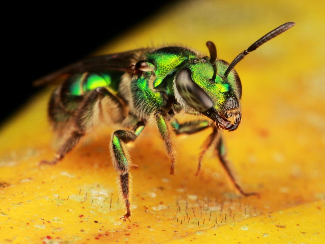 Sweat Bee, amazon, ecuador  Ecuador,Geotagged,Summer