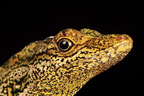 Equatorial Anole (Anolis aequatorialis)  Anolis aequatorialis,Ecuador,Equatorial Anole,Equatorial anole,Geotagged,Lizard,Winter,anole,reptile