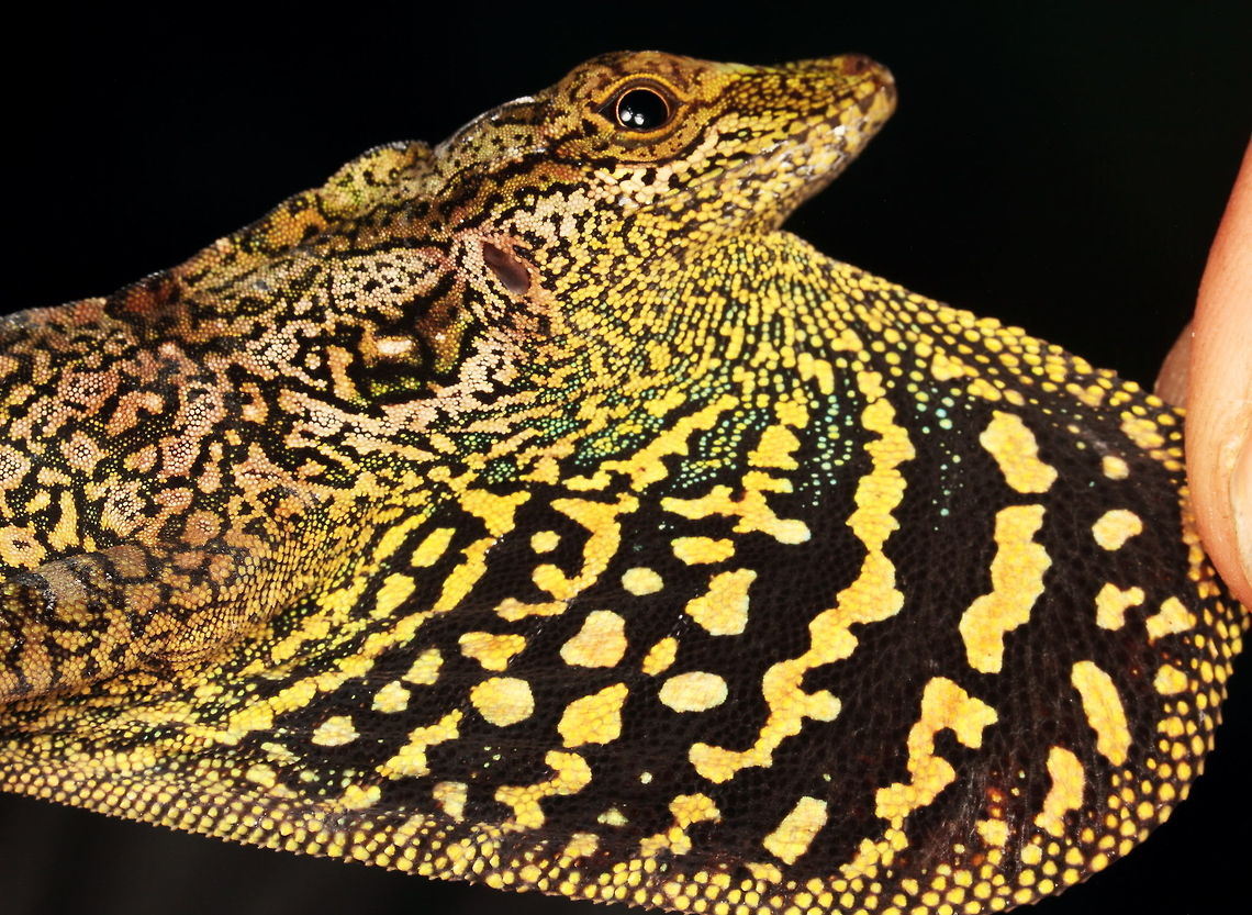 Equatorial Anole Dewlap (Anolis aequatorialis) The male Equatorial Anole has a multi-coloured dewlap. I was fortunate enough be around when a couple of biologists with Tropical Herping were photographing species for a new book. Check out their website for phots far better than mine! ( <a href="http://www.tropicalherping.com/" rel="nofollow">http://www.tropicalherping.com/</a> ) Anolis aequatorialis,Ecuador,Equatorial Anole,Equatorial anole,Geotagged,Male,Winter,dewlap,lizard,reptile