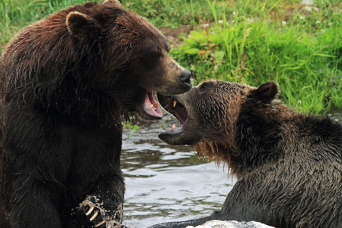 Grizzly Bears play fighting at Grouse Mountain, Vancouver These two captive Grizzly bears put on quite a show of play fighting while we were ther. Glad to have a fence between them and me. Canada,Geotagged,Grizzly bear,Summer,Ursus arctos horribilis,bear,canada,fighting,jaws,mammal,teeth,vancouver