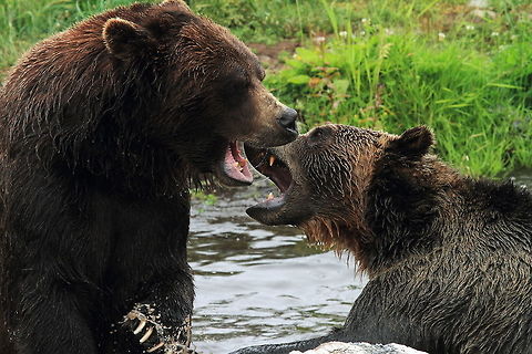 Grizzly Bears play fighting at Grouse Mountain, Vancouver These two captive Grizzly bears put on quite a show of play fighting while we were ther. Glad to have a fence between them and me. Canada,Geotagged,Grizzly bear,Summer,Ursus arctos horribilis,bear,canada,fighting,jaws,mammal,teeth,vancouver