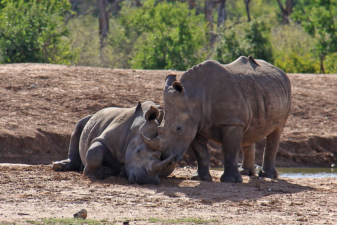Two White Rhinos, Swaziland  Ceratotherium simum,Fall,Geotagged,Mammals,Rhino,Swaziland,White rhinoceros,horns