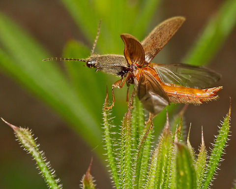 Click Beetle take off, Osterley Park, UK Nice spring day - and plenty of these to be seen amongst the long grass. Athous haemorrhoidalis,Click Beetle,Coleoptera,Geotagged,Spring,United Kingdom,beetle,insect