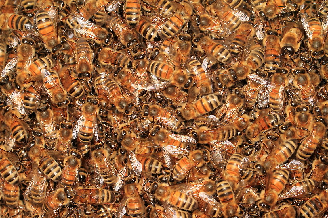 Honey Bee Swarm, Osterley Park, UK A small swarm of bees seen on a branch in Osterley Park. Was able to get quite close to capture something of their busyness. Apis mellifera,Geotagged,Insects,Spring,United Kingdom,Western honey bee,bee,hive,swarm