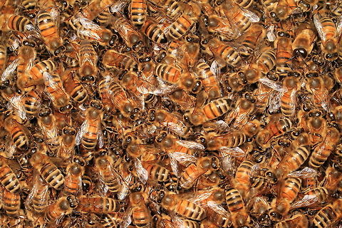 Honey Bee Swarm, Osterley Park, UK A small swarm of bees seen on a branch in Osterley Park. Was able to get quite close to capture something of their busyness. Apis mellifera,Geotagged,Insects,Spring,United Kingdom,Western honey bee,bee,hive,swarm