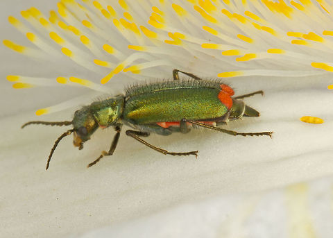 Common Malachite Beetle Was tucked inside a flower making it hard to get a decent shot - but I do like the 'tentacle' like appearance of the flower next to the beetle. Coleoptera,Common Malachite Beetle,Geotagged,Malachius bipustulatus,Spring,United Kingdom,beetle,insect
