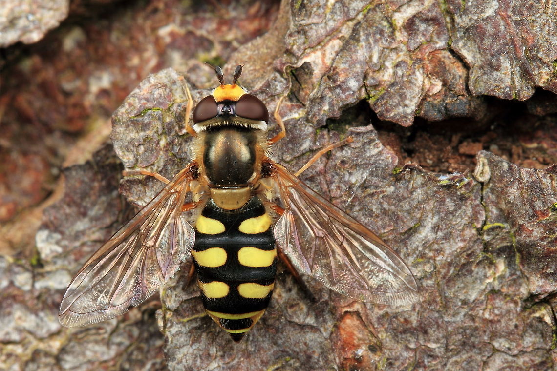 Hoverfly - Eupeodes_luniger  Eupeodes luniger,Geotagged,Spring,Syrphidae,United Kingdom,hoverfly,insect