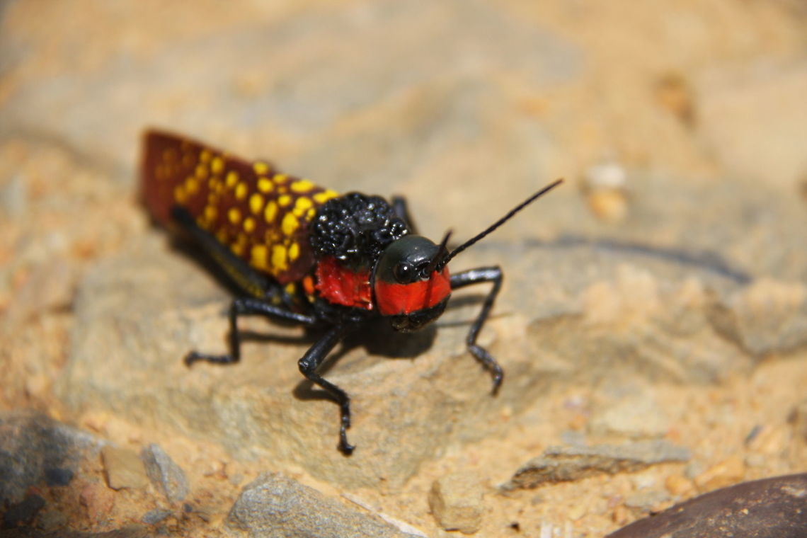 locust  Aularches miliaris,Geotagged,India,Summer