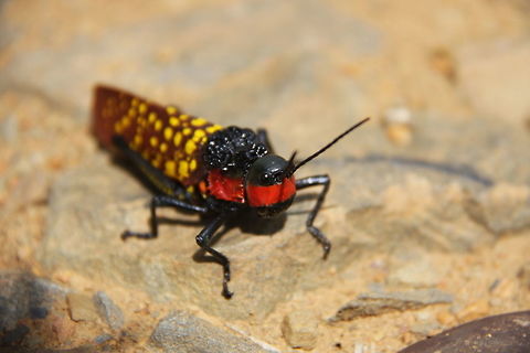 locust  Aularches miliaris,Geotagged,India,Summer