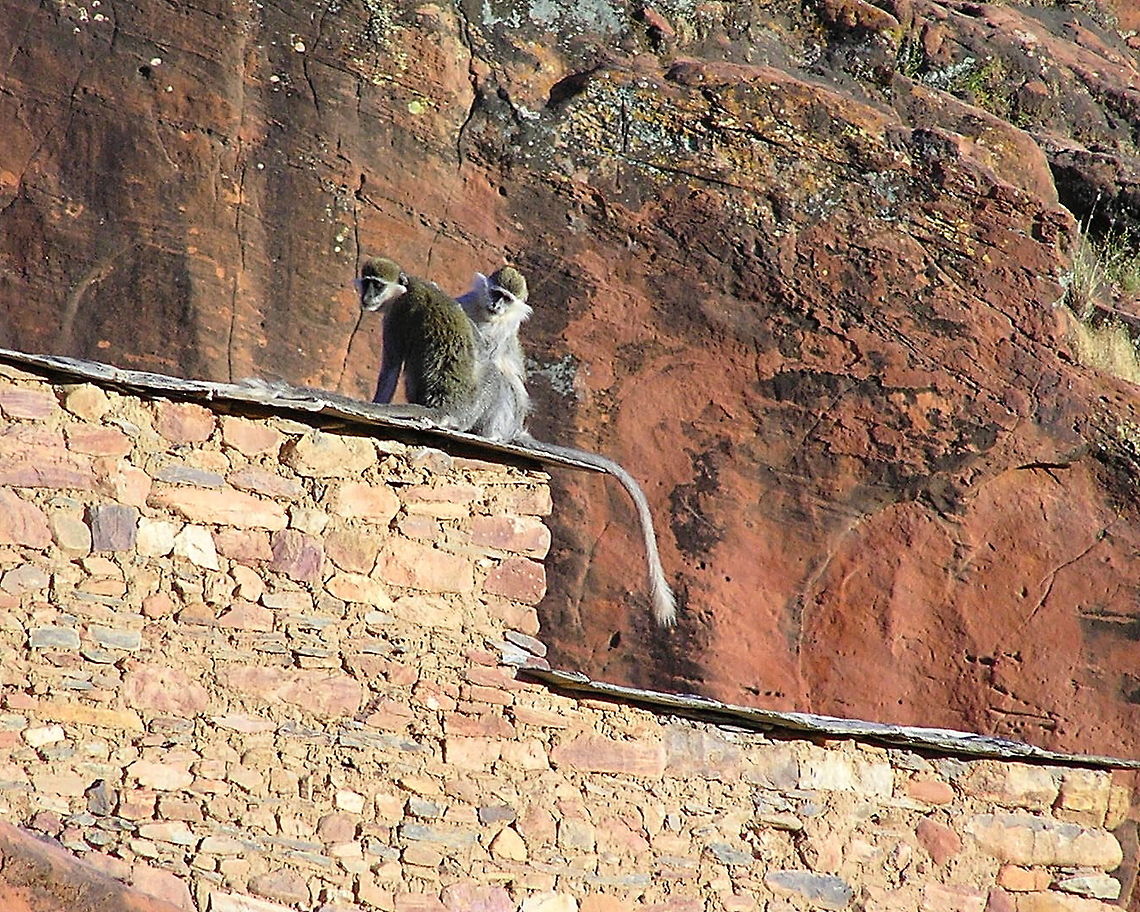 Grivets Monkey, Northern Ethiopia  Chlorocebus aethiops,Ethiopia,Fall,Geotagged,Grivet,Mammals,Monkeys