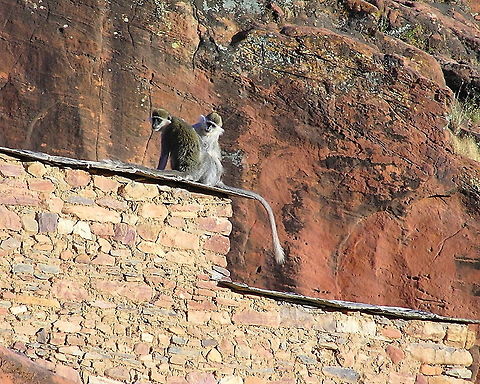 Grivets Monkey, Northern Ethiopia  Chlorocebus aethiops,Ethiopia,Fall,Geotagged,Grivet,Mammals,Monkeys