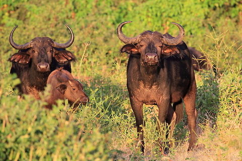 Buffalo and young Seen in the early morning. It was a mostly cloudy day, but we were fortunate that the sun peaked through at the same time that we came across the herd of buffalo - made for a very nice shot. African buffalo,Buffalo,Cape Buffalo,Fall,Geotagged,Mammals,Syncerus caffer,Zimbabwe