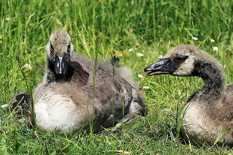 Canada Goose Goslings These two goslings seemed so tired after the short climb out of the water that they plonked down and proceeded to eat grass within what they could reach rather than walk around. Branta canadensis,Canada goose,Geotagged,Spring,United Kingdom,baby,goose,goslings