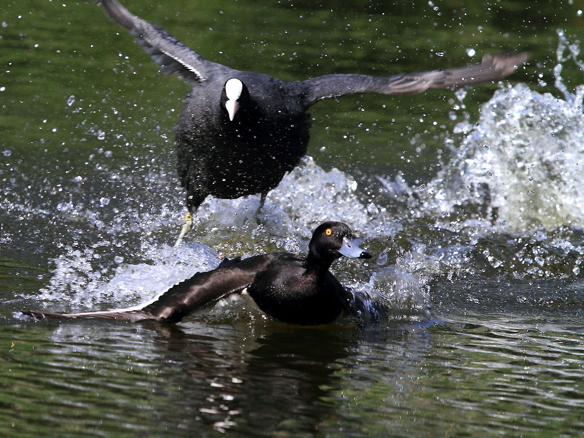 The Chase, coot shows no tolerance This tufted duck had a hard time escaping from the wrath of a nesting Coot. Aythya fuligula,Coot,Geotagged,Spring,Tufted Duck,United Kingdom,chase,splash,spray