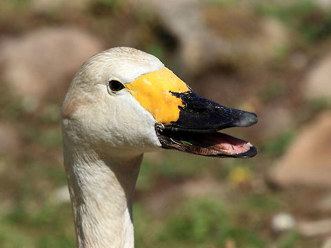 Bewicks Swan (on a nest) This swan was seen sitting on a nest at Barnes Wetlands centre (I think 4 eggs but only got a brief look when the pair changed over sitting on the eggs.) Cygnus columbianus,Geotagged,Spring,Tundra swan,United Kingdom,beak,bewicks,bewicks swan,serrations,swan