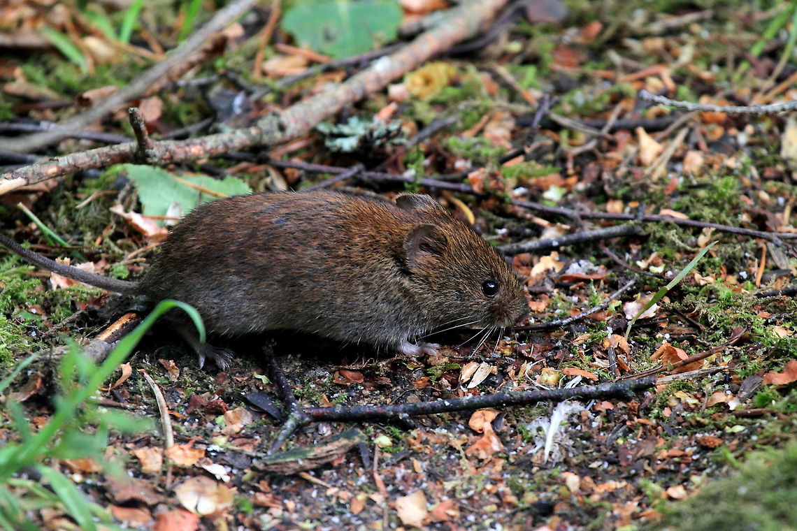 Bank_Vole Stopped in a hide in the Cairngorms to look for Osprey, and got distracted by movement just outside the hide - there were two very active bank voles. After many attempts, managed to catch one siting still for a couple of seconds. Bank vole,Geotagged,Myodes glareolus,Summer,United Kingdom