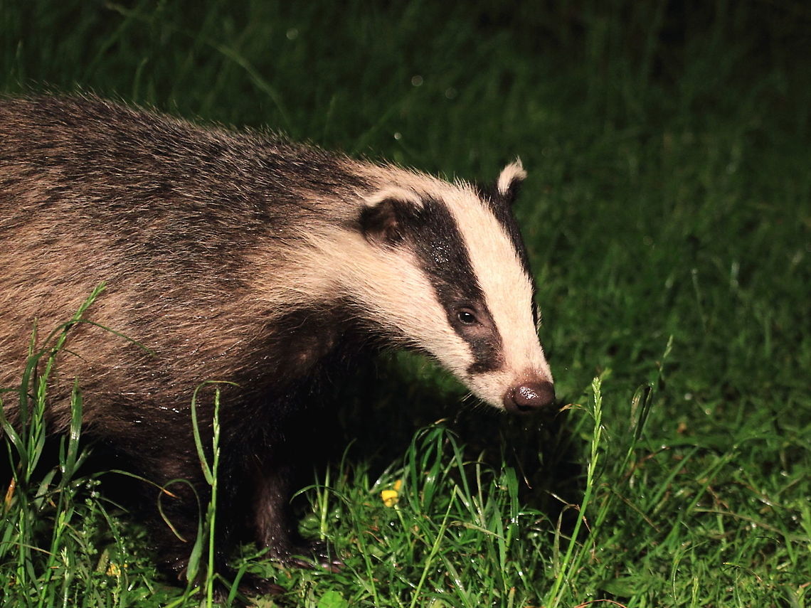 Badger  European badger,Geotagged,Meles meles,Summer,United Kingdom