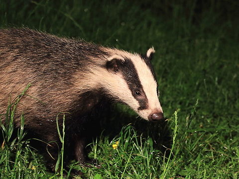 Badger  European badger,Geotagged,Meles meles,Summer,United Kingdom
